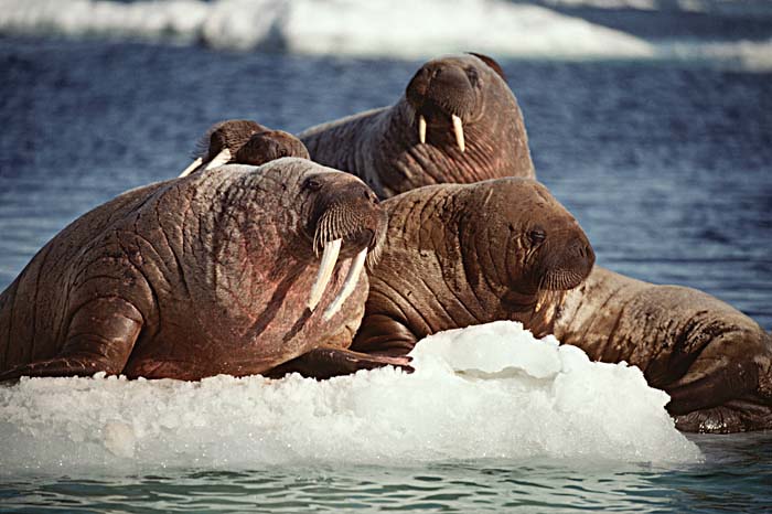 Atlantic Walrus (Odobenus rosmarus rosmarus)