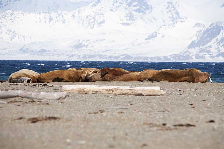 Atlantic Walrus (Odobenus rosmarus rosmarus)