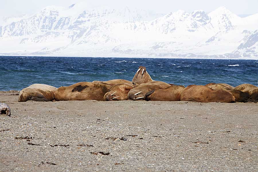 Atlantic Walrus (Odobenus rosmarus rosmarus)