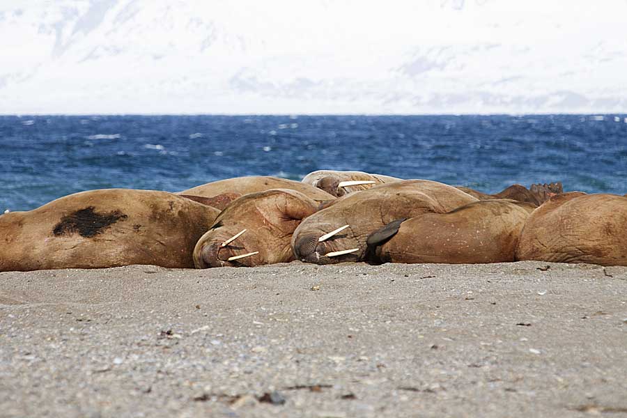 Atlantic Walrus (Odobenus rosmarus rosmarus)