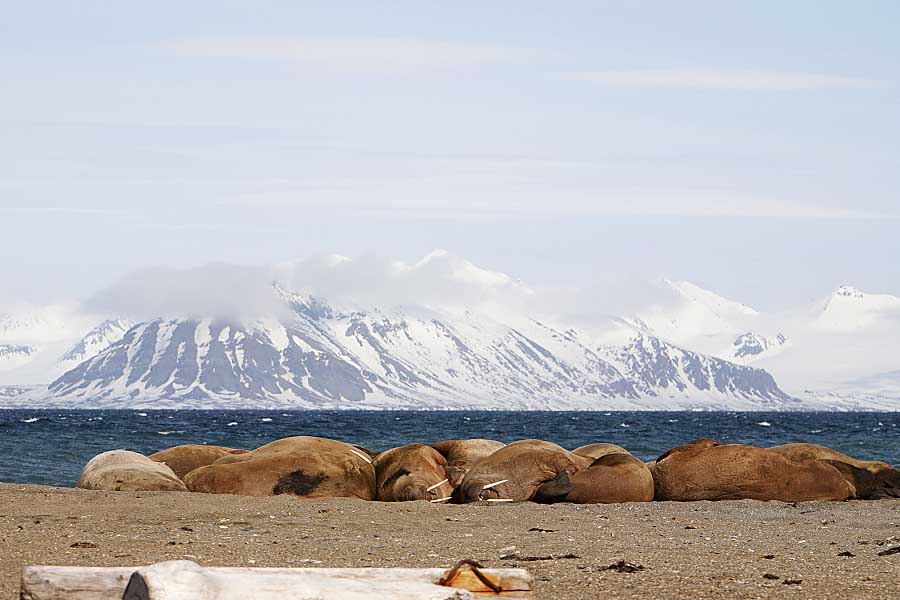 Atlantic Walrus (Odobenus rosmarus rosmarus)