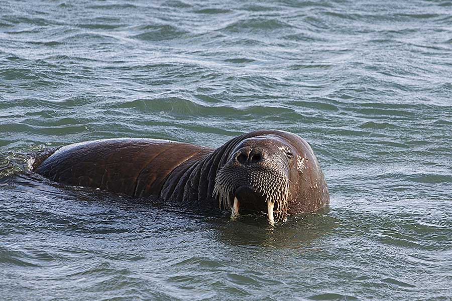 Atlantic Walrus (Odobenus rosmarus rosmarus)