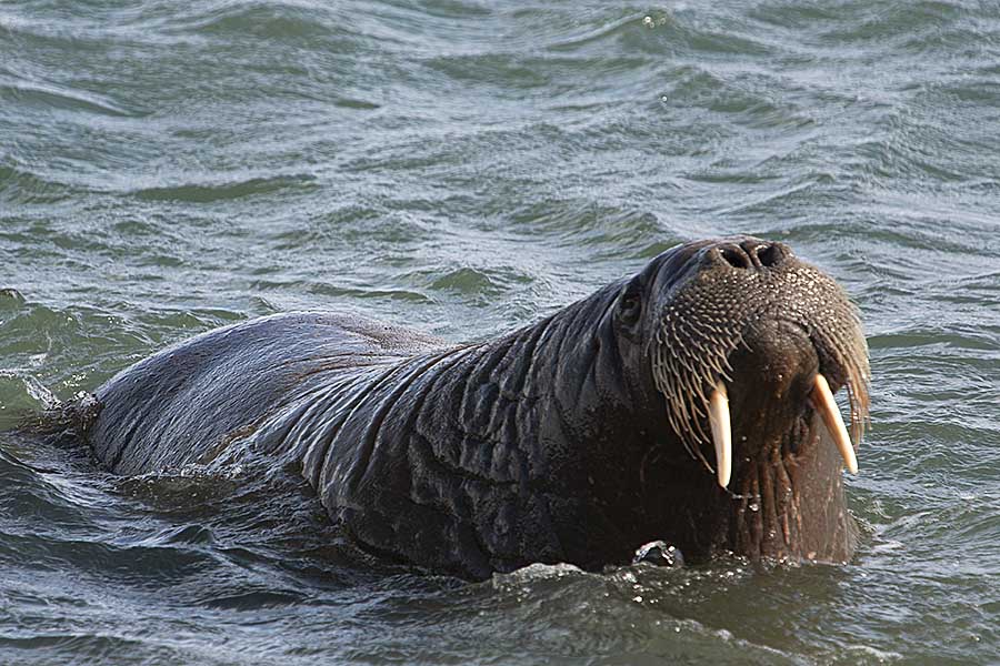 Atlantic Walrus (Odobenus rosmarus rosmarus)