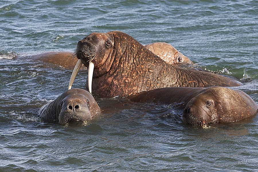 Atlantic Walrus (Odobenus rosmarus rosmarus)