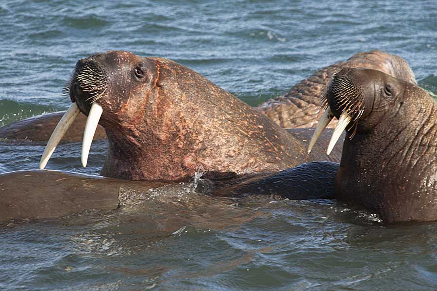 Atlantic Walrus (Odobenus rosmarus rosmarus)