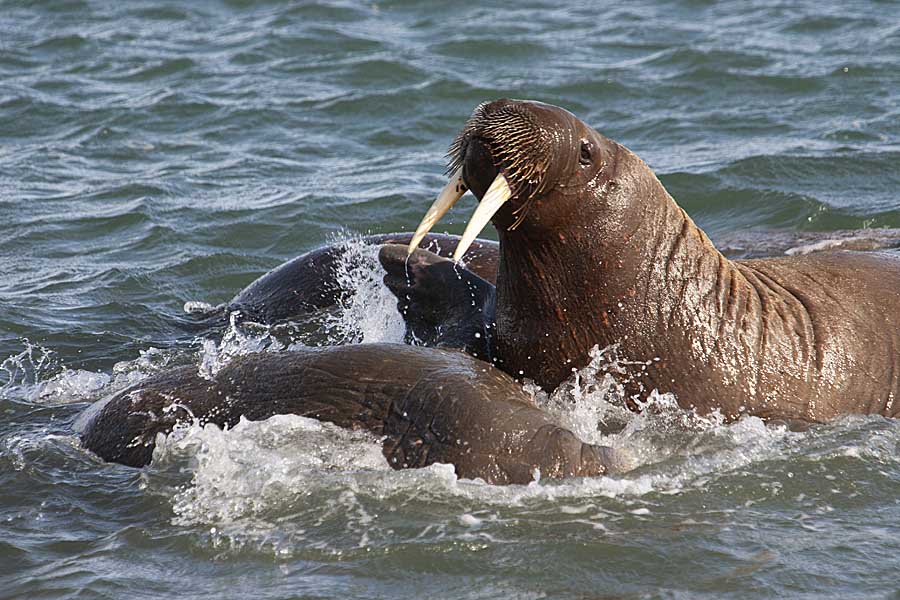 Atlantic Walrus (Odobenus rosmarus rosmarus)