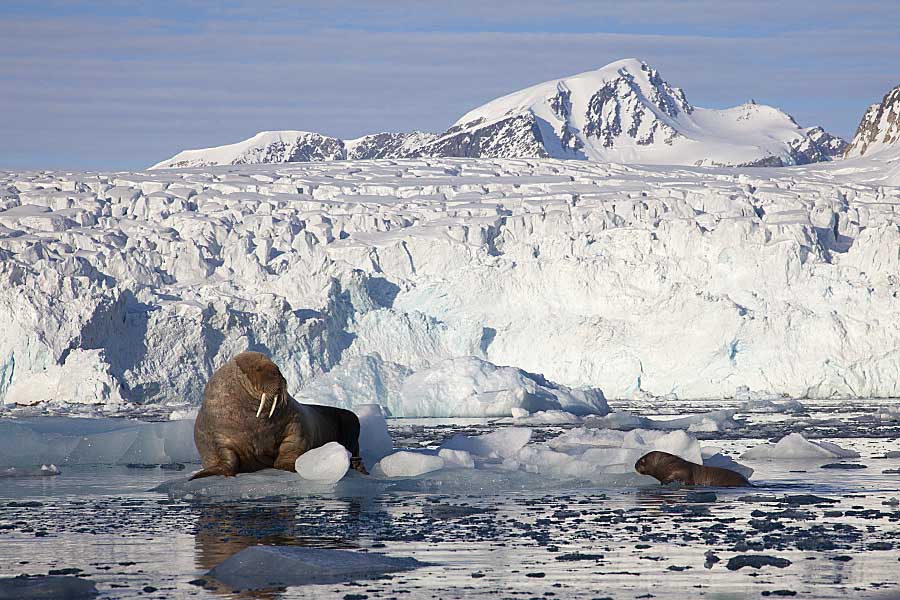 Atlantic Walrus (Odobenus rosmarus rosmarus)